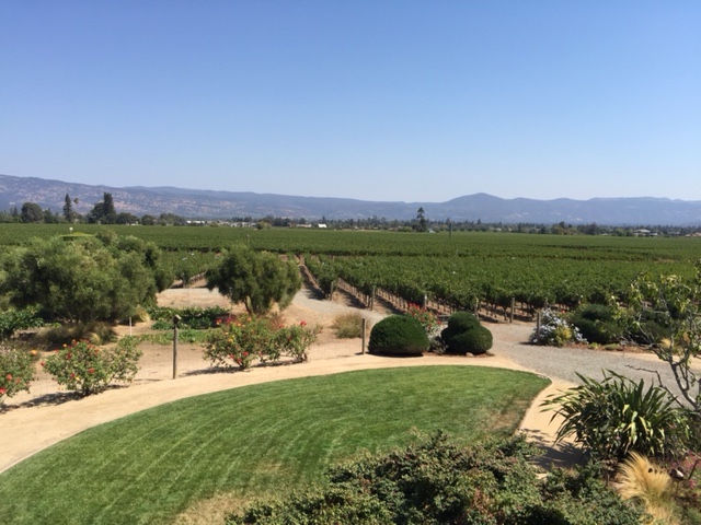 Napa Vineyard Photo - Link to Photo Gallery